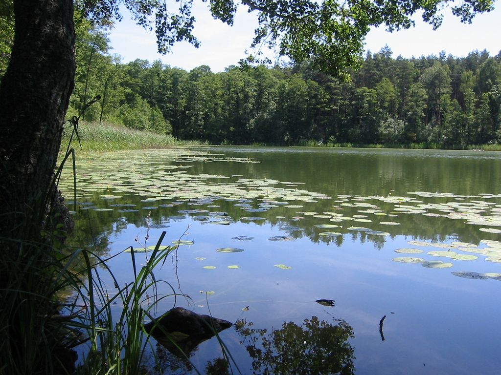 Różne leśne